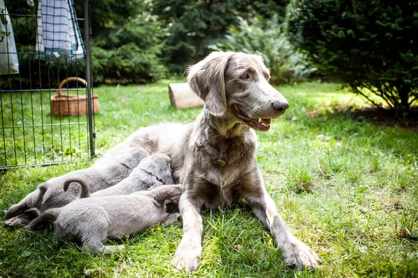 Female Weimaraner Dog Feeding Nursing Her Litter Adorable — Stock Photo, Image