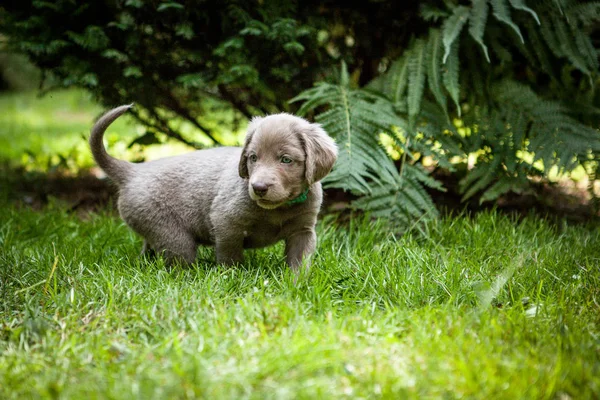 Weimaraner Щенок Саду Летнее Время — стоковое фото