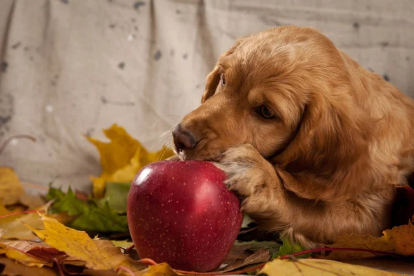 autumn puppy dog german spaniel