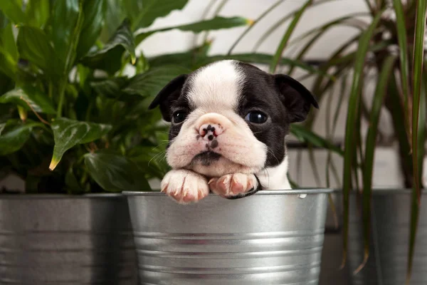 Cute Puppy Dog Boston Terrier Flowerpot Composition — Stock Photo, Image