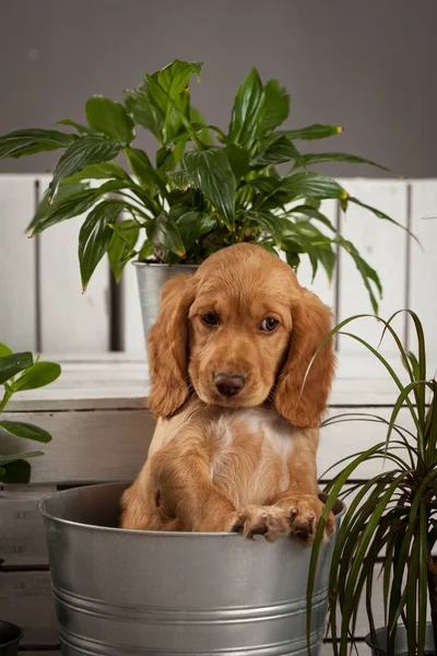 Cute German Spaniel Puppy Flowerpot Vintage — Stock Photo, Image