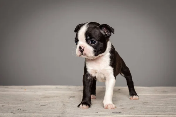 Cute Puppy Dog Boston Terrier — Stock Photo, Image