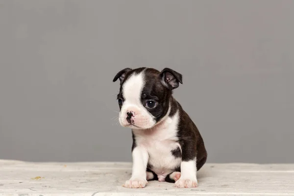 Cute Puppy Dog Boston Terrier — Stock Photo, Image