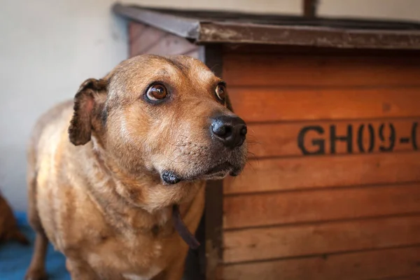 Cute, sad dog in shelter kennel