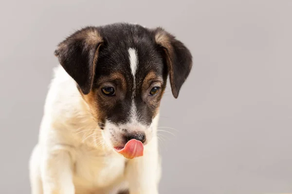 Niedliches Porträt Hund Jack Russell Terrier Welpe Auf Einem Grauen Stockfoto