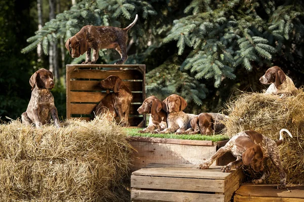 Mignon Allemand Poil Court Chiot Pointeur Sur Vintage Côté Campagne Photos De Stock Libres De Droits