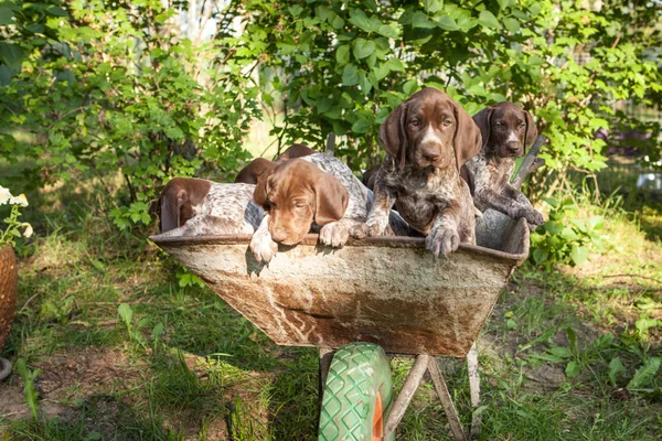 Niedliche Deutsche Kurzhaarwelpen Auf Vintage Country Side Stockbild