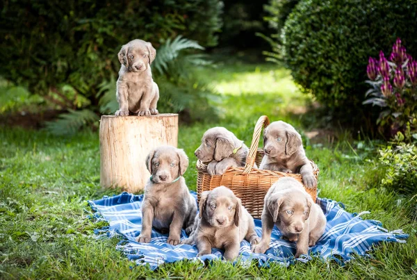 Süße Weimaraner Welpen Auf Vintage Outdoor Country Side Scene lizenzfreie Stockfotos