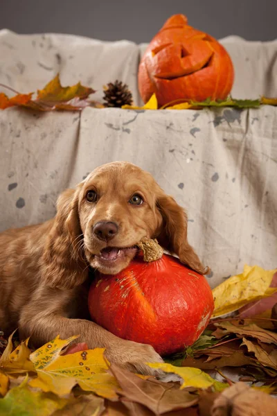 Halloween Welpe Hund Deutsch Spaniel Niedlich lizenzfreie Stockbilder