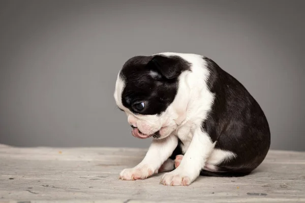 Chiot Mignon Chien Boston Terrier Image En Vente