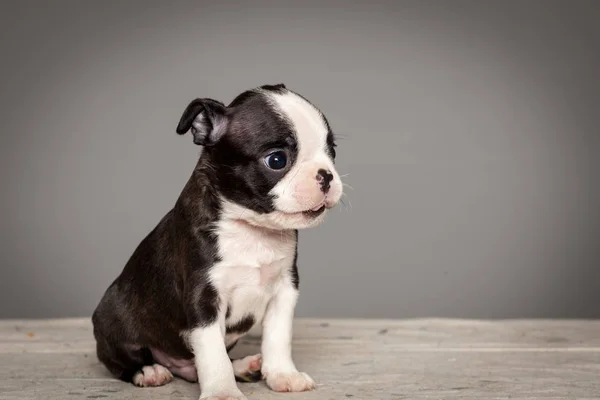 Chiot Mignon Chien Boston Terrier Photo De Stock