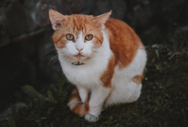 Güzel başıboş kırmızı kedi portresi.