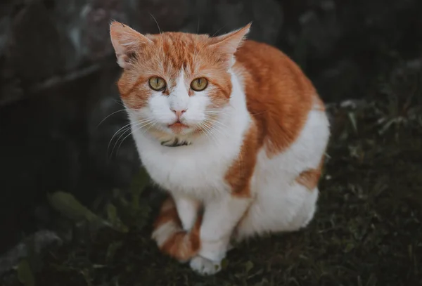 Buen Retrato Gato Rojo Extraviado —  Fotos de Stock