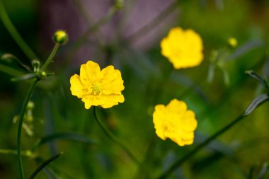 Bitmeyen yeşil tarlada kokulu sarı çiçekler yetişir.