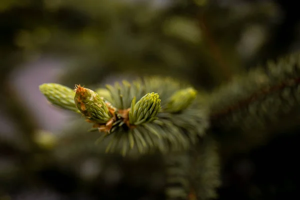 Spruce branch. Beautiful branch of spruce with needles. Christmas tree in nature. Green spruce. Spruce close up. — Stock Photo, Image