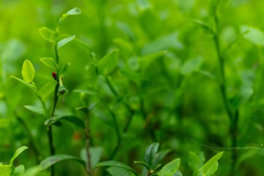 Yeşil çim sınır beyaz arka planda izole. Çim koleksiyonu. (Ankara) Çim Tayland yerli ön bahçesinde çok popüler.