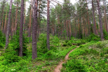 Yaz mevsimi yaprak döken güzel taze yeşil orman. Panorama.