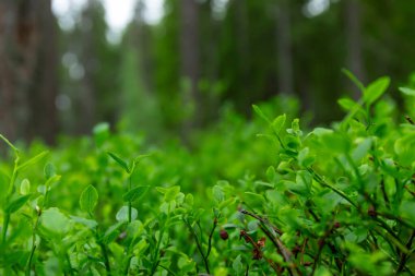 Sabah çiğ taneli yeşil çimenler. Sanat doğaldır.
