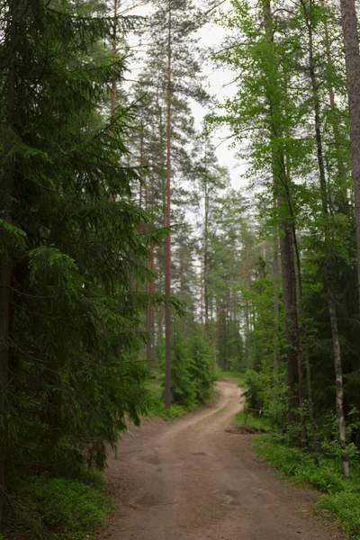 Forest path sunlight scene. Deep forest trail view. Forest trail landscape. Forest trail sunlight view