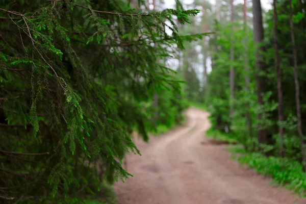 Orman yolu güneş ışığı sahnesi. Orman yolu manzarası. Orman yolu manzarası. Orman yolu güneş ışığı görüntüsü
