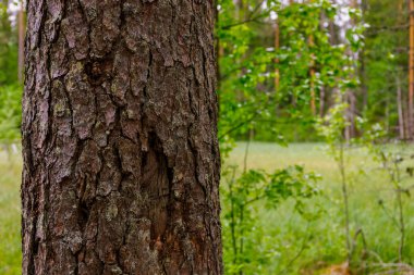 Doğadaki büyük ağaçların kabuklarından bazıları, yumuşak güneş ışığı.