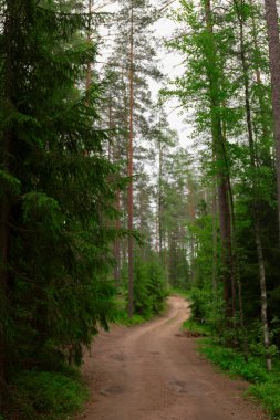 Orman yolu güneş ışığı sahnesi. Orman yolu manzarası. Orman yolu manzarası. Orman yolu güneş ışığı görüntüsü