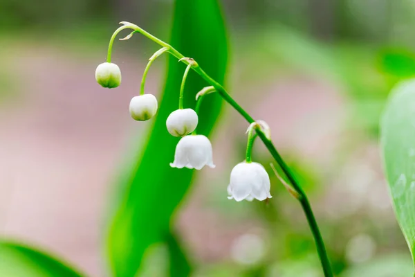 Vadideki Zambak, Convallaria majalis Ormandaki beyaz çiçekler imacro