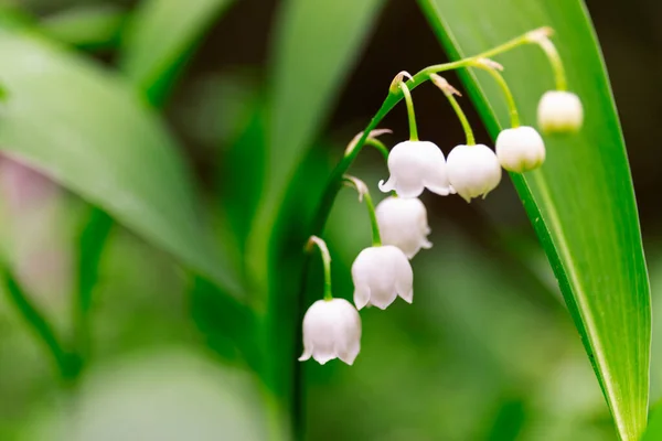 Vadideki Zambak, Convallaria majalis Ormandaki beyaz çiçekler imacro