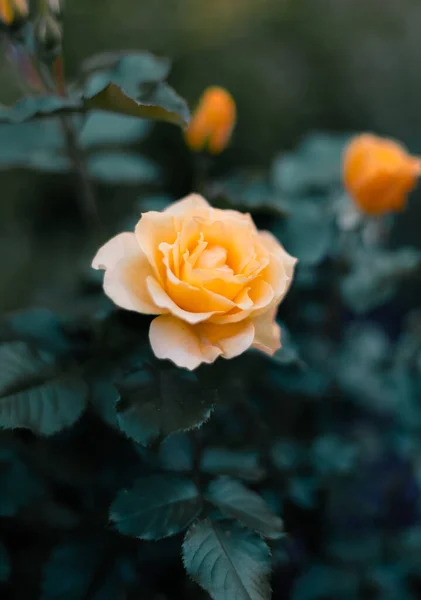 花园里开着一朵黄得难以置信的玫瑰 — 图库照片