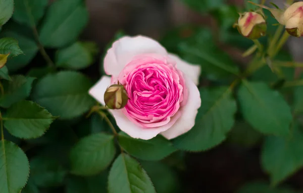 Krzew Różowy Kwiat Róży Kwitnący Lecie Róże Rozkwicie Róże Ogrodzie — Zdjęcie stockowe