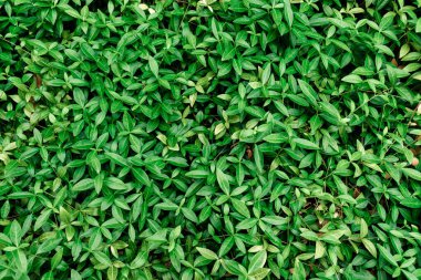 Arka planda doğal yeşil bitkiler manzarası, ekoloji kullanılarak fotokopi alanı ile bahçedeki bulanık yeşillik arkaplanı üzerindeki yeşil yaprağın yakın doğa görüntüsü