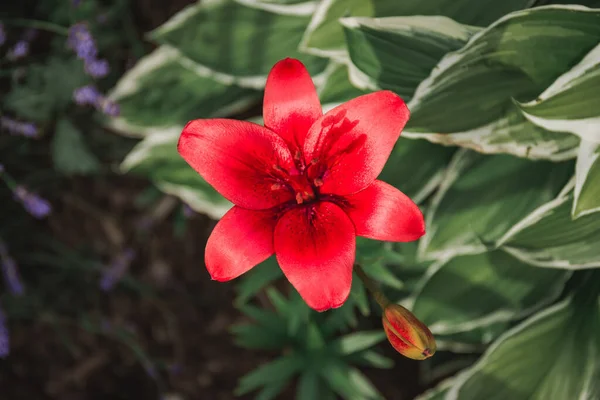 Czerwona Lilia Kwitnie Wiosną Ogrodzie Duży Czerwony Lilia Kwiat Zbliżenie — Zdjęcie stockowe