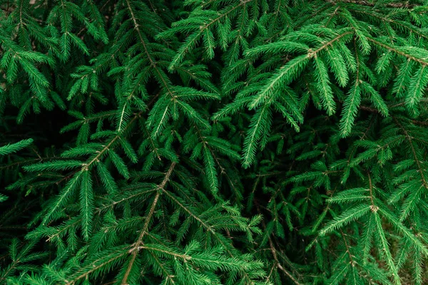 Hintergrund Nahaufnahme Eines Silvesterbaums — Stockfoto