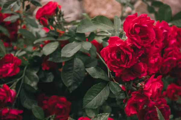 Κόκκινα Τριαντάφυλλα Θάμνος Τριαντάφυλλο Ανθίζει Στο Πράσινο Κήπο Του Καλοκαιριού — Φωτογραφία Αρχείου