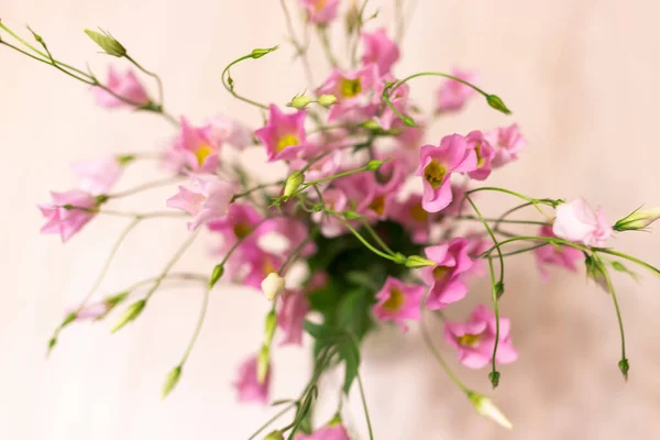 Студія Shot White Magenta Colored Eustoma Flowers Isoled White Background — стокове фото