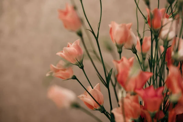 Pembe pastel arka planda Eustoma çerçevesi. Bahar çiçekleri. Bahar arka planı. Valentine için tebrik kartı. Bahar çiçekleri. Pastel arka planda mavi güller. 