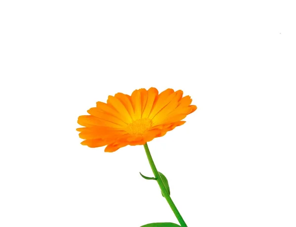 Calendula Blommor Med Blad Isolerade Vitt — Stockfoto