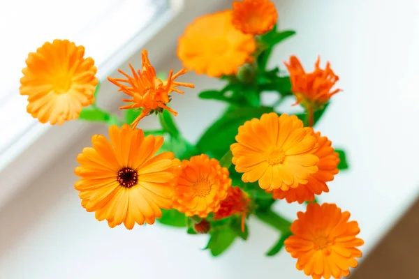 Marigold, beyaz arka planda takvim.