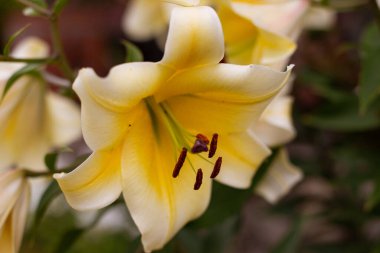 Sarı zambak çiçeğine yaklaş. Hemerocallis ayrıca Limon Zambağı, Sarı Zambak, Hemerocallis Flava olarak da bilinir. Sarı zambak çiçeği, Lilium Parryi olarak bilinir, güzeldir. Kapat.. 