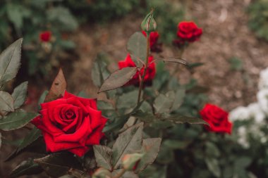 Çalı üzerinde su damlaları olan kırmızı güller yağmurdan sonra yakın plan. Kırmızı gül arka planı. Peyzaj tasarımı. Bahçe güllerinin bakımı. Kırmızı gül buketi