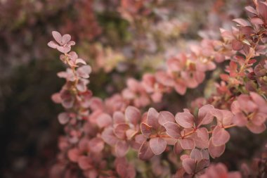Kırmızı yapraklı bir sonbahar ormanında yol
