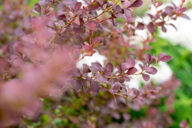 Japon momiji akçaağaç yaprakları ve güneş ışığıyla dalları 