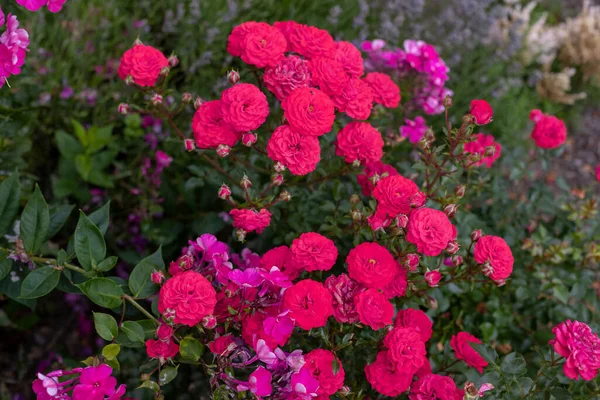 Arkaplanda Gül Çiçeği Bulanık Pembe Güller Çiçeği Gül Bahçesinde. 