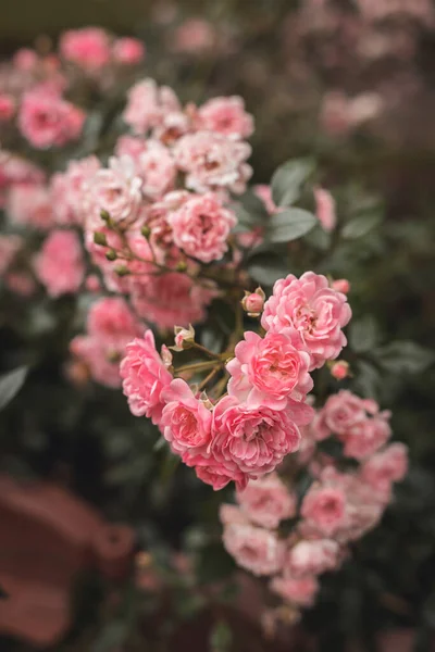 Róże Rozkwicie Róże Ogrodzie Różanym Ogrodu Botanicznego Lecie Słoneczny Dzień — Zdjęcie stockowe