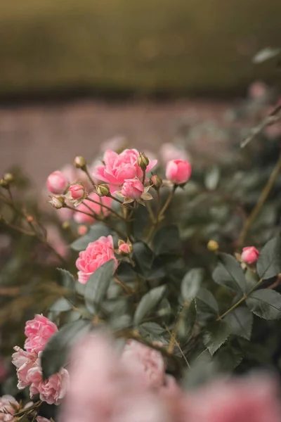 Krzew Różowych Róż Rośnie Ogrodzie — Zdjęcie stockowe