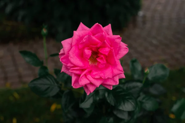 マクロ写真自然花ピンクのバラ 紅色のバラのふわふわの花の背景の質感 — ストック写真