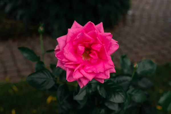 Makro fotoğraf doğa çiçek pembe gül. Kıpkırmızı gül açan kabarık çiçeğinin arkaplan dokusu. 
