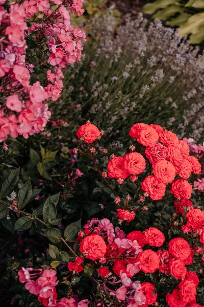 Arka planda pembe gül, çiçekler bahçesinde bulanık pembe güller.. 