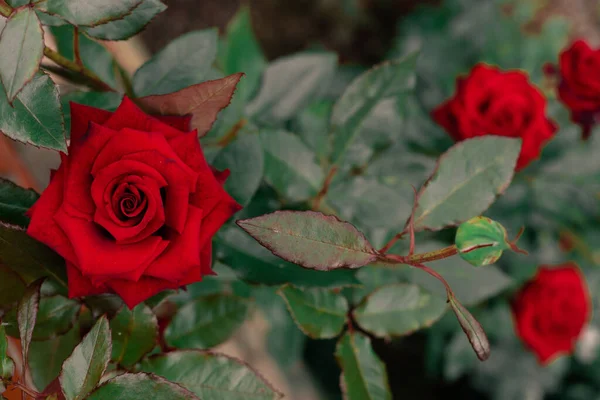 Piękna Bujna Róża Ogrodzie Ulcinj Satynowe Eleganckie Płatki Róż Kwiaty — Zdjęcie stockowe
