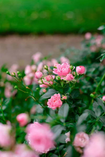 Piękny Krzak Jasnoróżowych Róż Tle Rozmytych Zielonych Liści Wiosennym Ogrodzie — Zdjęcie stockowe